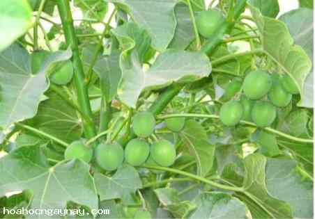 jatropha_biodiesel